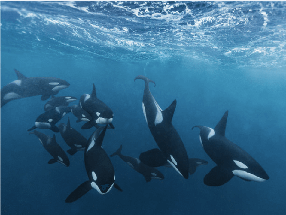 Social Intelligence of Orcas - OrcaNation